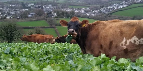 Heightened risk of iodine deficiency when outwintering cattle on kale