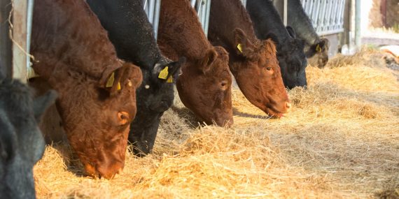 Check suckler cow mineral status in run-up to calving
