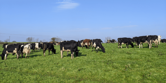 Examine trace element status in organic dairy herds ahead of turnout
