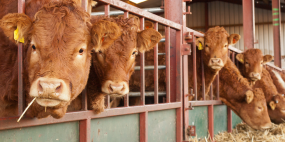 Do trace elements and vitamins help improve daily liveweight gain (DLWG) in finishing cattle?